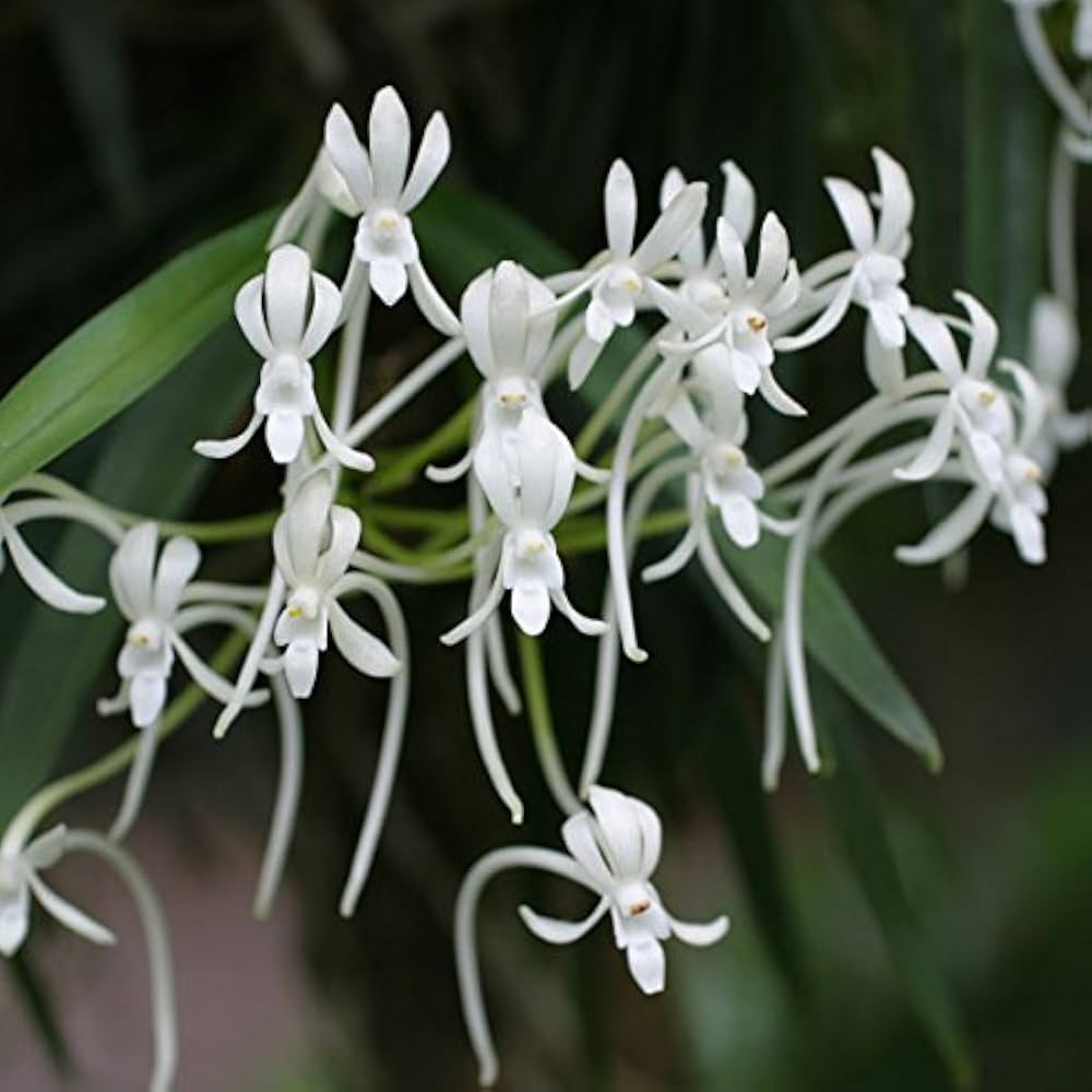 【超大型株】伊勢神宮風蘭　フウラン　着生ラン　素敵な香り有り　山野草　蘭　植物 超大型株】伊勢神宮風蘭 フウラン 着生ラン 素敵な香り有り 山野草